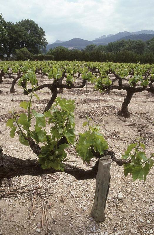 France 97 Gigondas Vines.jpg
